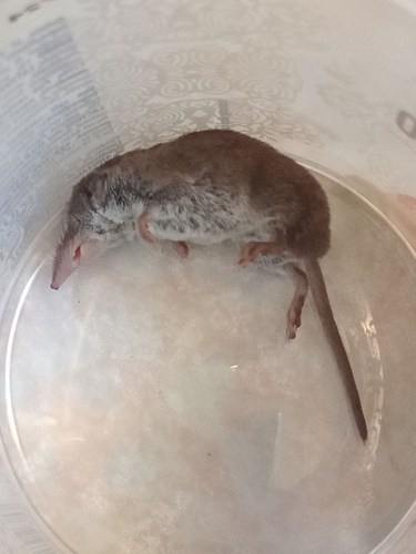 South European White-toothed Shrew, photo 5 of 10
