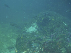 Anampses caeruleopunctatus