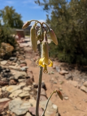 Cotyledon orbiculata