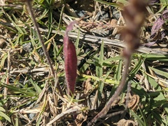 Plantago myosuros