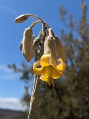 Cotyledon orbiculata