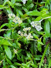 Anaphalioides trinervis