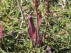 Plantago myosuros