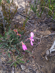 Pelargonium coronopifolium