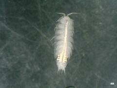 Androniscus dentiger