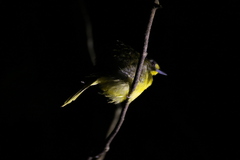 Bleda notatus