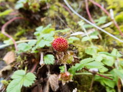 Fragaria hayatae