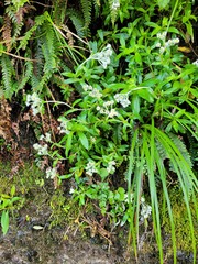 Anaphalioides trinervis