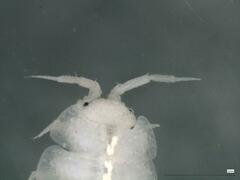 Androniscus dentiger