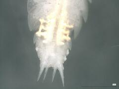 Androniscus dentiger