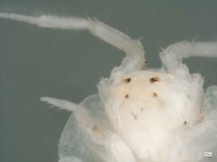 Androniscus dentiger