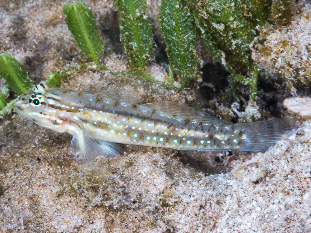 Bridled goby (Coryphopterus glaucofraenum) — Gobiidae