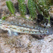 Bridled Goby - Photo (c) Francois Libert, some rights reserved (CC BY-NC), uploaded by Francois Libert