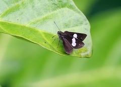 Notocrypta paralysos