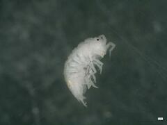 Androniscus dentiger