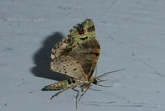 Pasiphila bilineolata