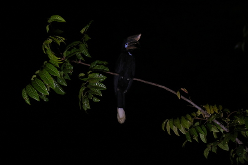 Black-casqued Hornbill