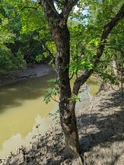 Xylocarpus moluccensis