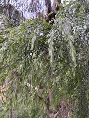 Acacia howittii
