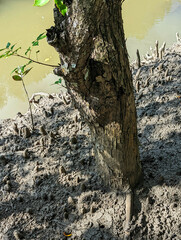 Xylocarpus moluccensis