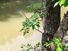 Xylocarpus moluccensis