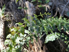 Asplenium aethiopicum