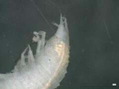 Androniscus dentiger