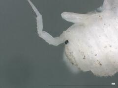 Androniscus dentiger