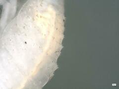 Androniscus dentiger