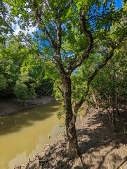 Xylocarpus moluccensis