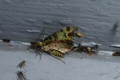 Pasiphila bilineolata