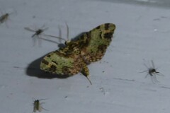 Pasiphila bilineolata