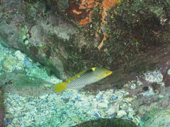 Halichoeres hortulanus