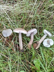 Mycena pura