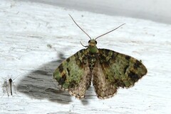 Pasiphila bilineolata