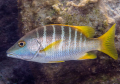 Lutjanus apodus
