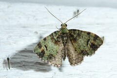 Pasiphila bilineolata