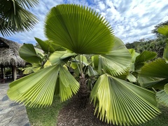 Licuala peltata
