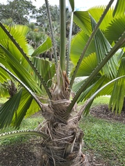 Licuala peltata