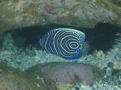 Pomacanthus imperator