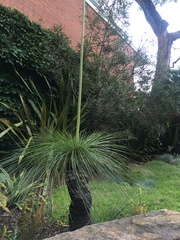 Xanthorrhoea