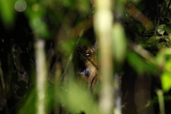 Cephalophus dorsalis