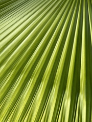 Licuala peltata