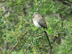 Oena capensis capensis