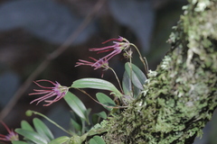 Bulbophyllum nipondhii