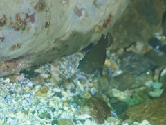 Halichoeres marginatus