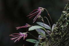 Bulbophyllum nipondhii