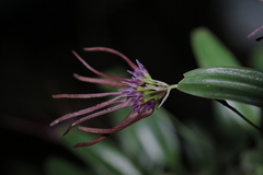 Bulbophyllum nipondhii