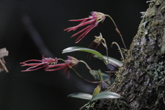 Bulbophyllum nipondhii