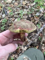 Xerocomellus chrysenteron